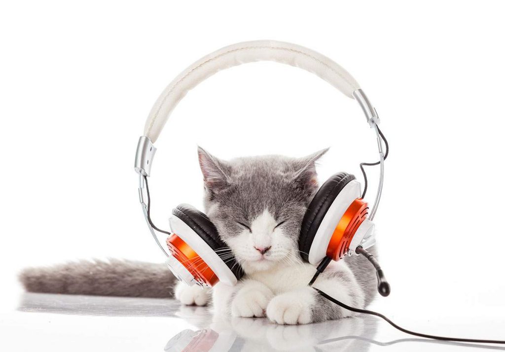 cat-with-headphones